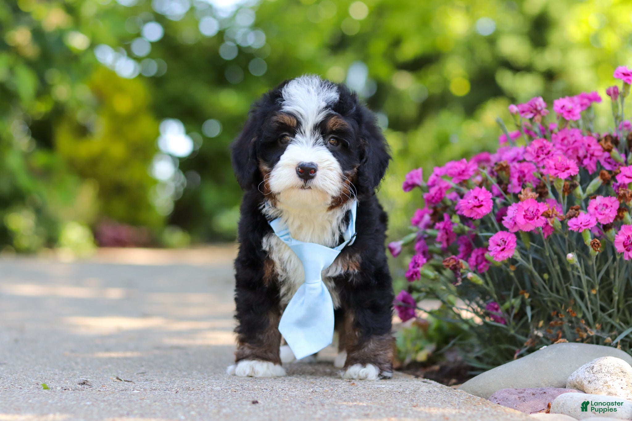 Mini Bernedoodle dogs Waylon - Ad 1