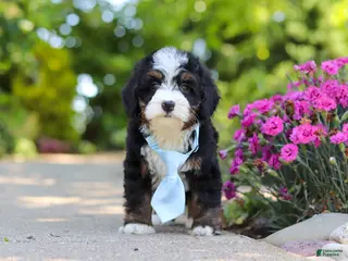 Mini Bernedoodle dogs for sale: Waylon - Ad 2