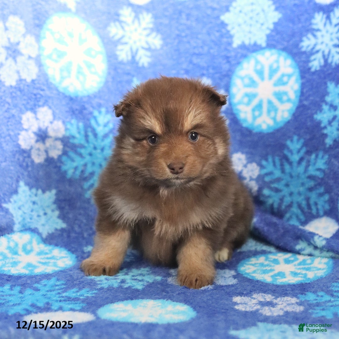 Pomsky dogs for sale: Fluffy - Ad 3