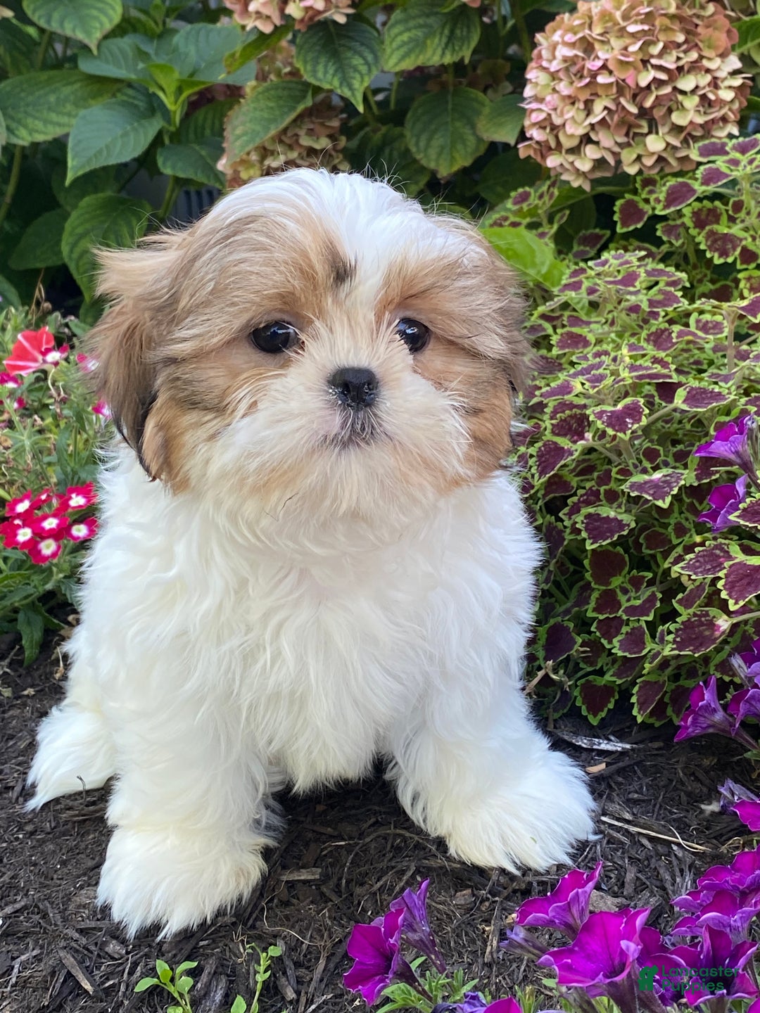Shih Tzu dogs for sale: Steve - Ad 5