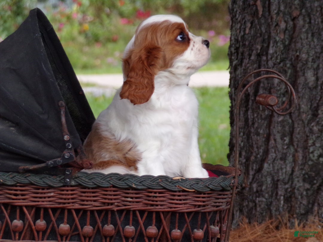 Cavalier King Charles Spaniel dogs for sale: Hugo - Ad 4