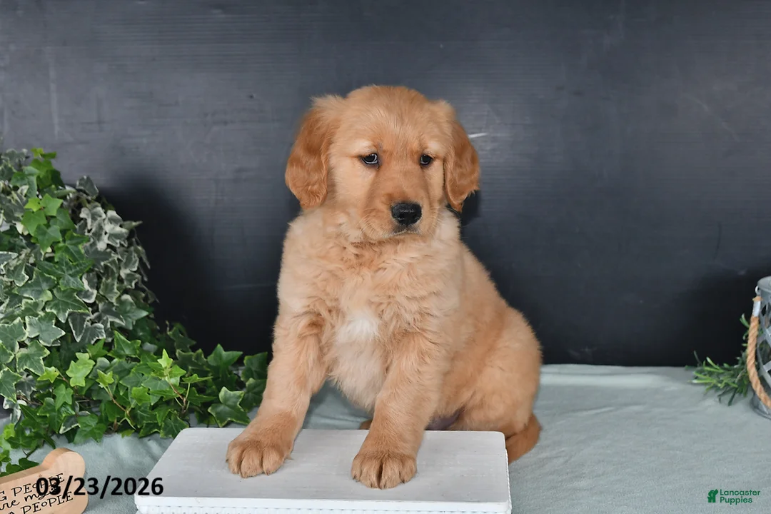 Golden Retriever dogs for sale: Kari - Ad 2