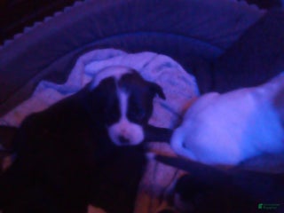 Mixed Breed dogs Mixed Breed Puppy 2 - Ad 6