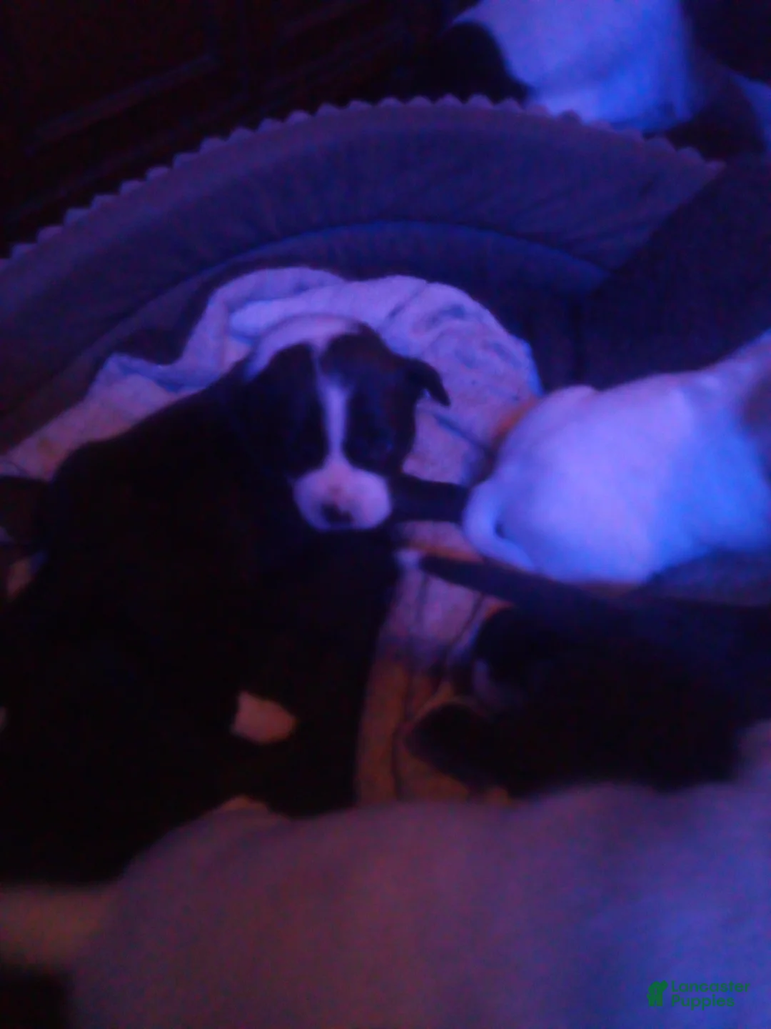 Mixed Breed dogs for sale: Mixed Breed Puppy 2 - Ad 1