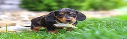 Miniature Dachshund dogs for sale: Anson - Ad 4