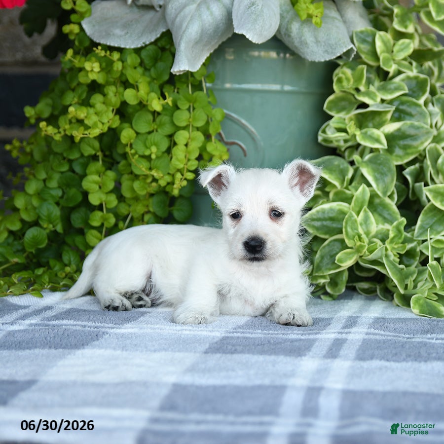 West Highland Terrier dogs Alayna - Ad 2