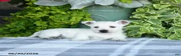 West Highland Terrier dogs for sale: Alayna - Ad 2