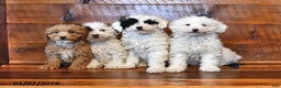 Miniature Poodle dogs for sale: Biscuit - Ad 3