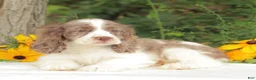 Cocker Spaniel dogs for sale: Calia - Ad 3
