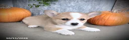 Welsh Corgi Pembroke dogs for sale: Cupcake - Ad 3