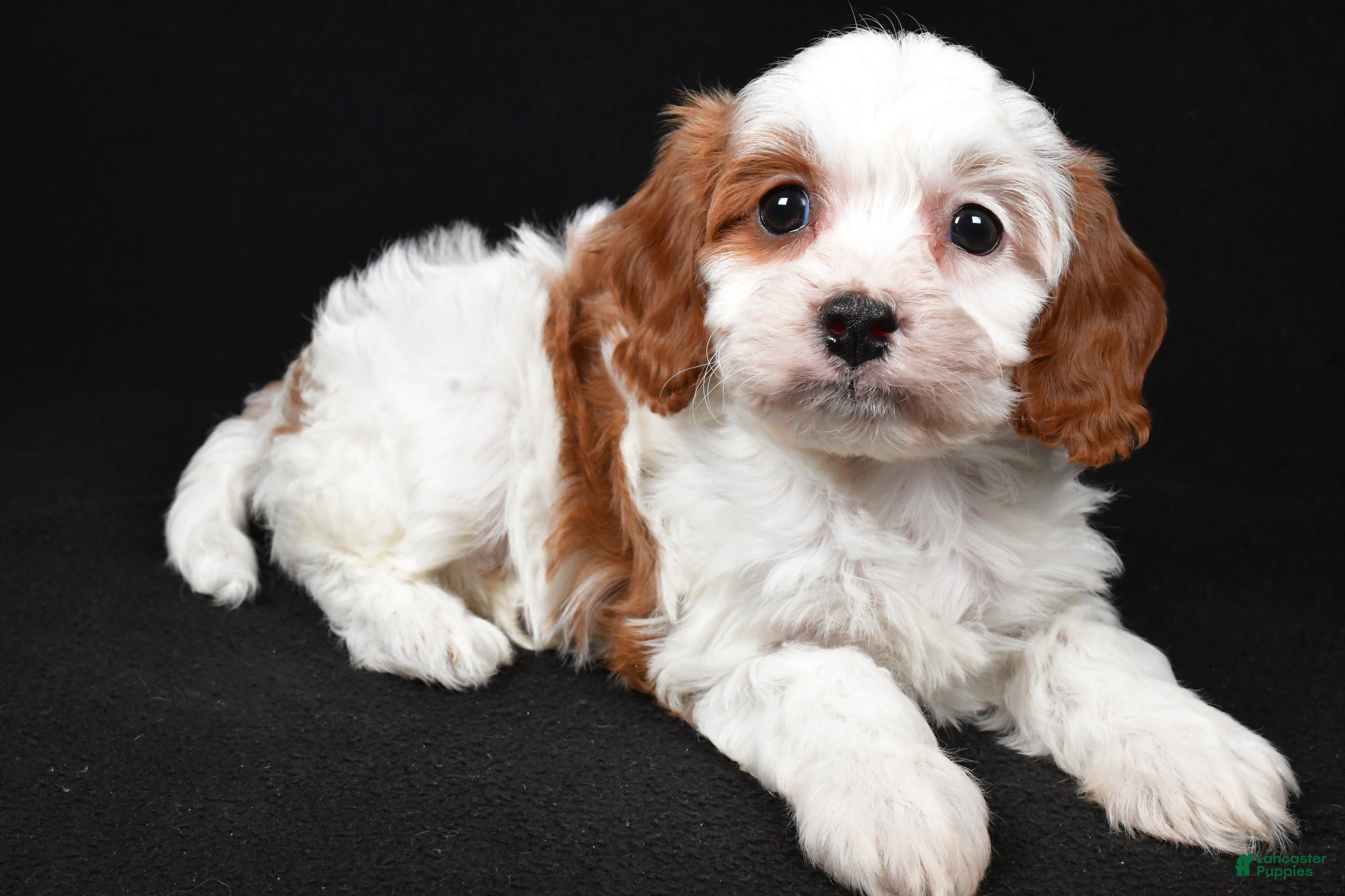 Cavapoo dogs Katie - Ad 1