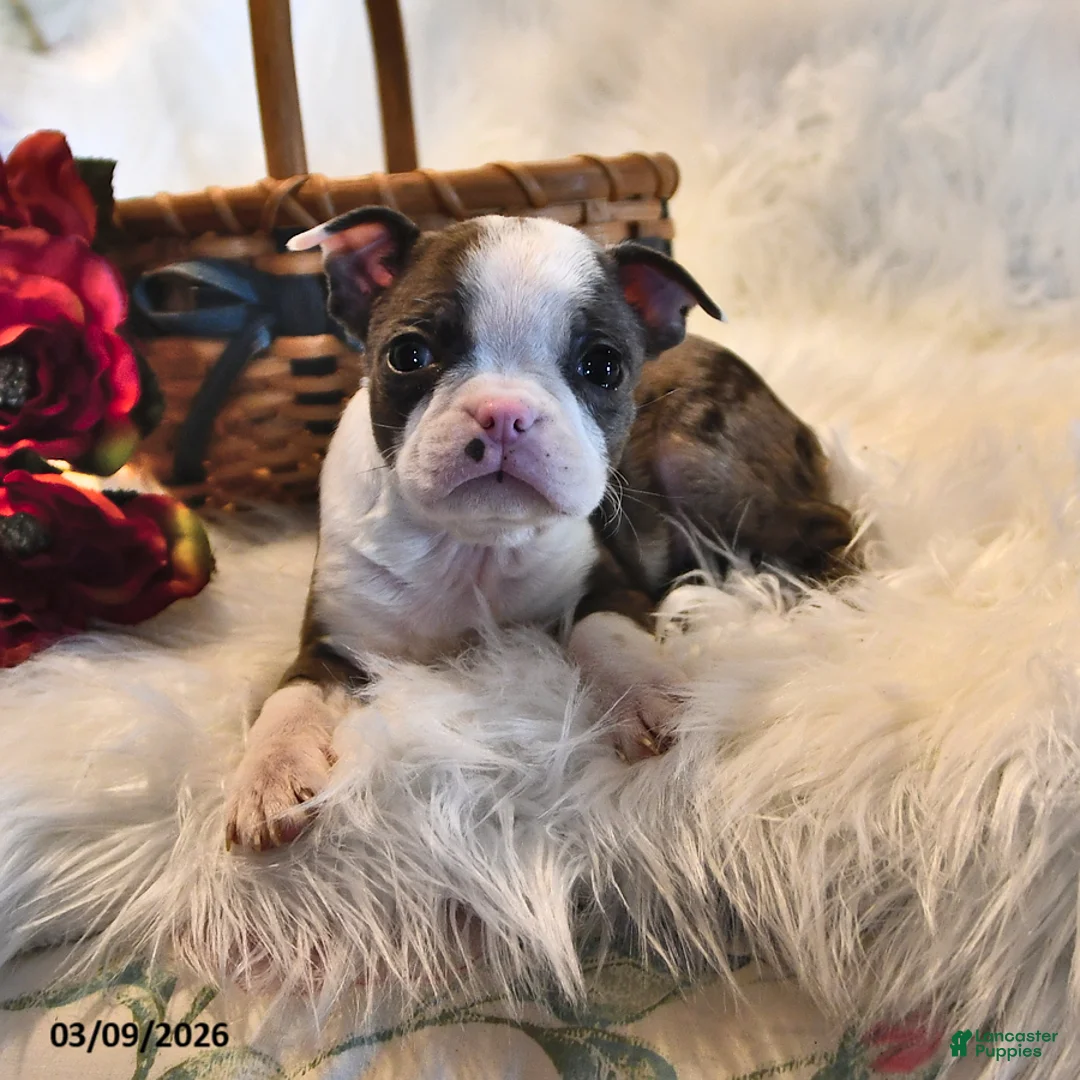 Boston Terrier dogs for sale: London - Ad 2