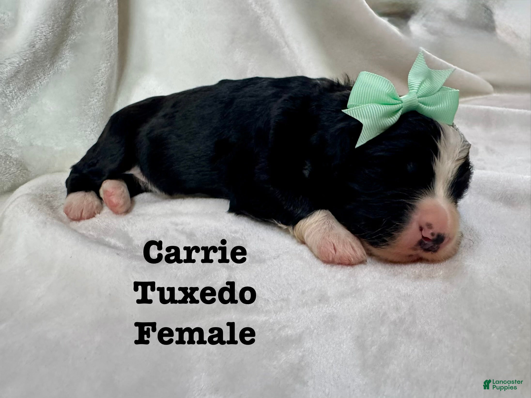 Bernedoodle dogs Carrie - Ad 17