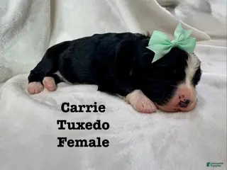 Bernedoodle dogs Carrie - Ad 17