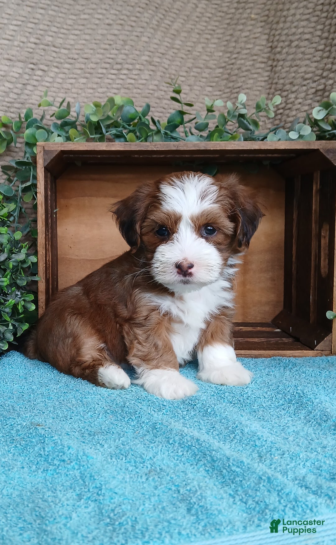 Havanese dogs for sale: Maria - Ad 4