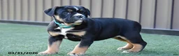 Olde English Bulldogge dogs for sale: Wendy - Ad 2