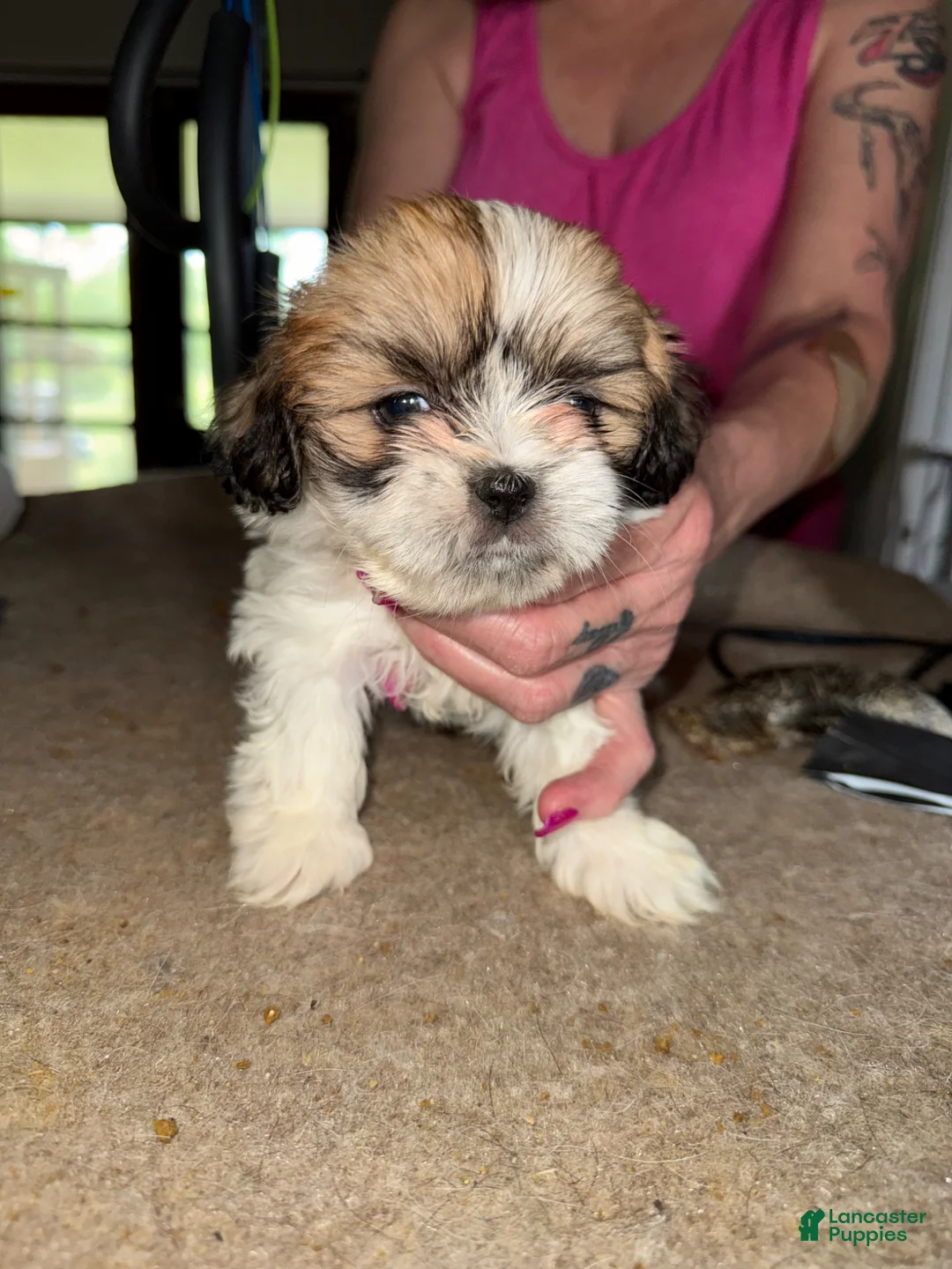 Lhasa Apso dogs for sale: Lhasa Apso Puppy 3 - Ad 1