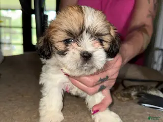 Lhasa Apso dogs Lhasa Apso Puppy 3 - Ad 21
