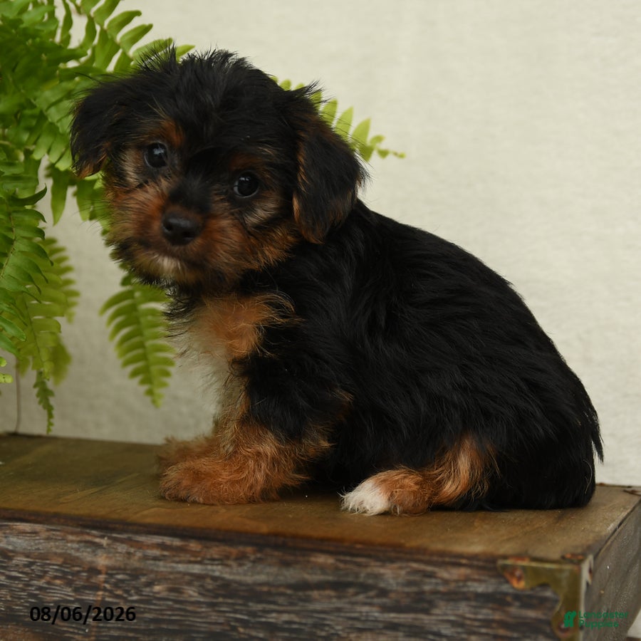 Shorkie dogs Lucas - Ad 2