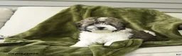Mixed Breed dogs for sale: Larry - Ad 5