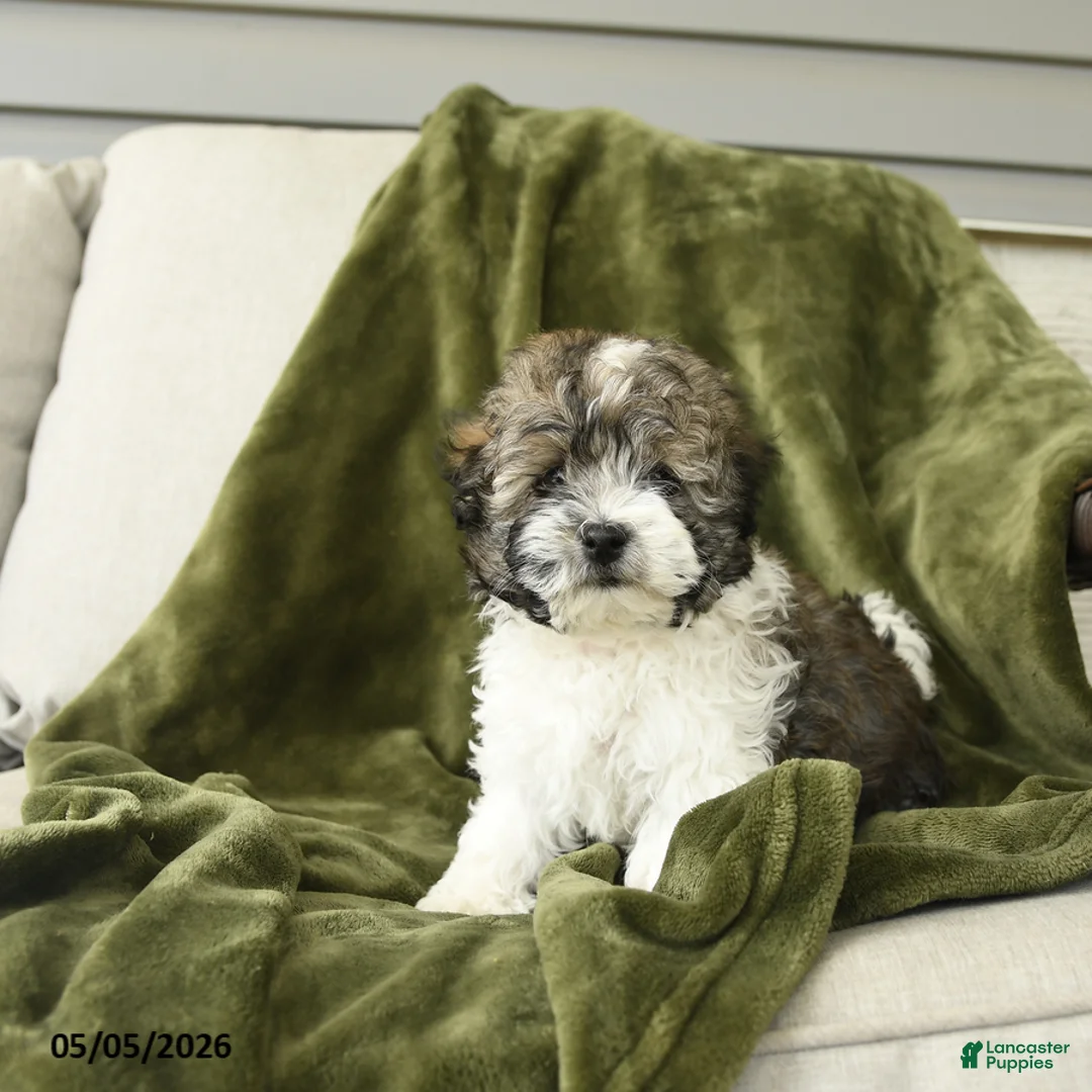 Mixed Breed dogs for sale: Larry - Ad 5