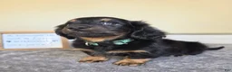 Miniature Dachshund dogs for sale: Chai- AKC - Ad 5