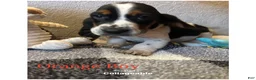 Basset Hound dogs for sale: Basset Hound Puppy 1 - Ad 1