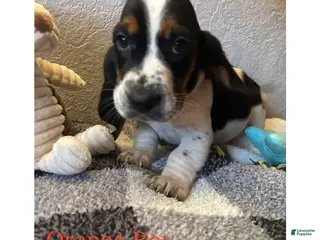 Basset Hound dogs Basset Hound Puppy 1 - Ad 29