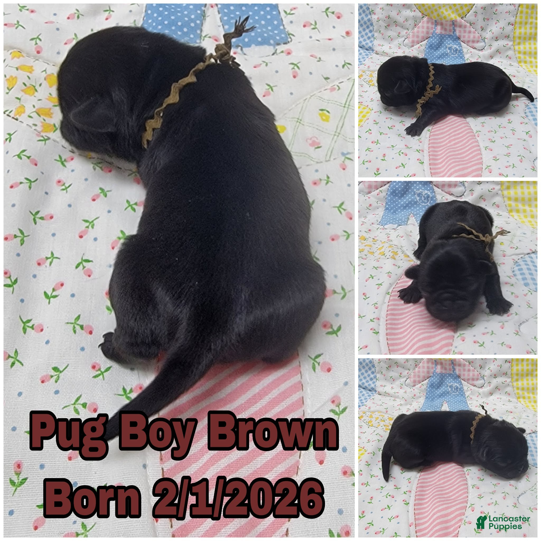 Pug dogs Pug Puppy Boy Brown - Ad 11