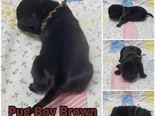 Pug dogs Pug Puppy Boy Brown - Ad 11