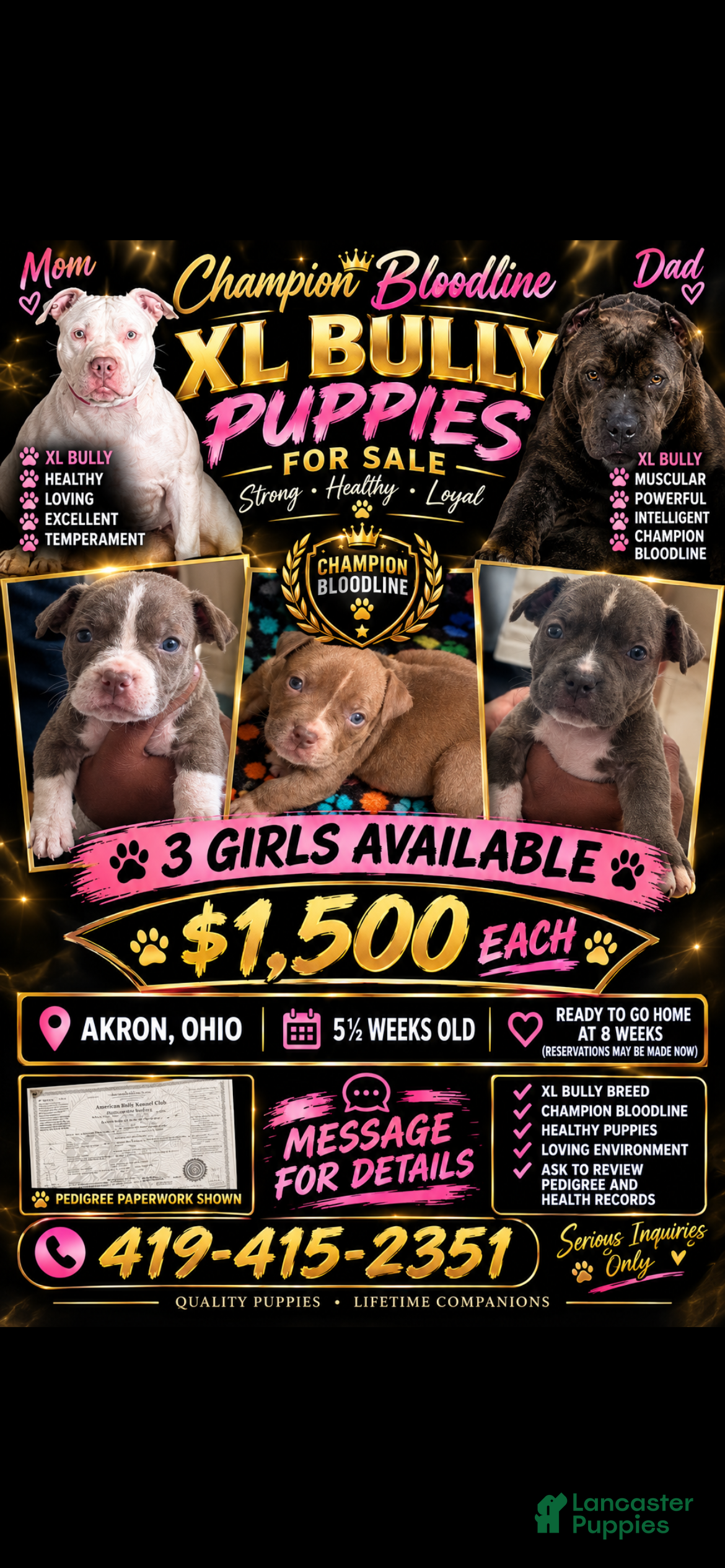 American Bully dogs for sale: American Bully 1 - Ad 3