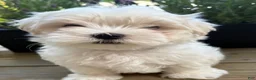 Maltese dogs for sale: Maltese Puppy 1 - Ad 6