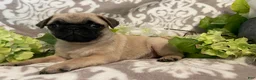 Pug dogs for sale: Ranger - Ad 9