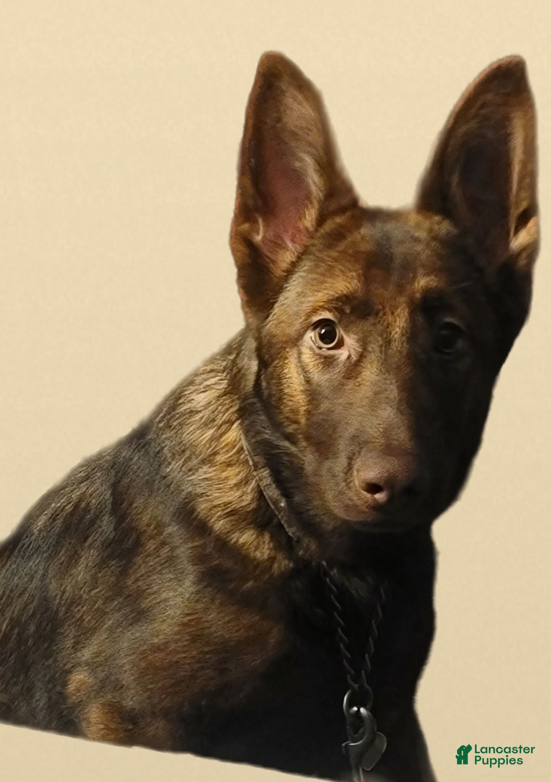 German Shepherd dogs German Shepherd 1 - Ad 1