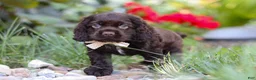 Cocker Spaniel dogs for sale: Denver - Ad 12