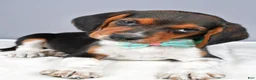Beagle dogs for sale: Odell - Ad 5