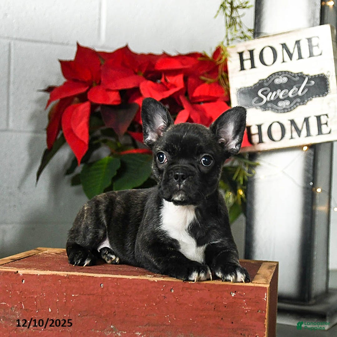 Frenchton dogs for sale: Daisy - Ad 3