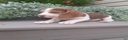 Beagle dogs for sale: HONEY - Ad 5
