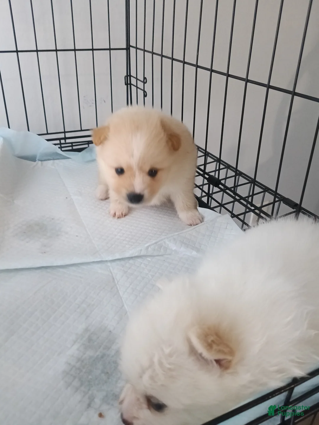 Pomeranian dogs for sale: Pomeranian Puppy 2 - Ad 2