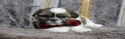 Shih Tzu dogs for sale: Dallas - Ad 2