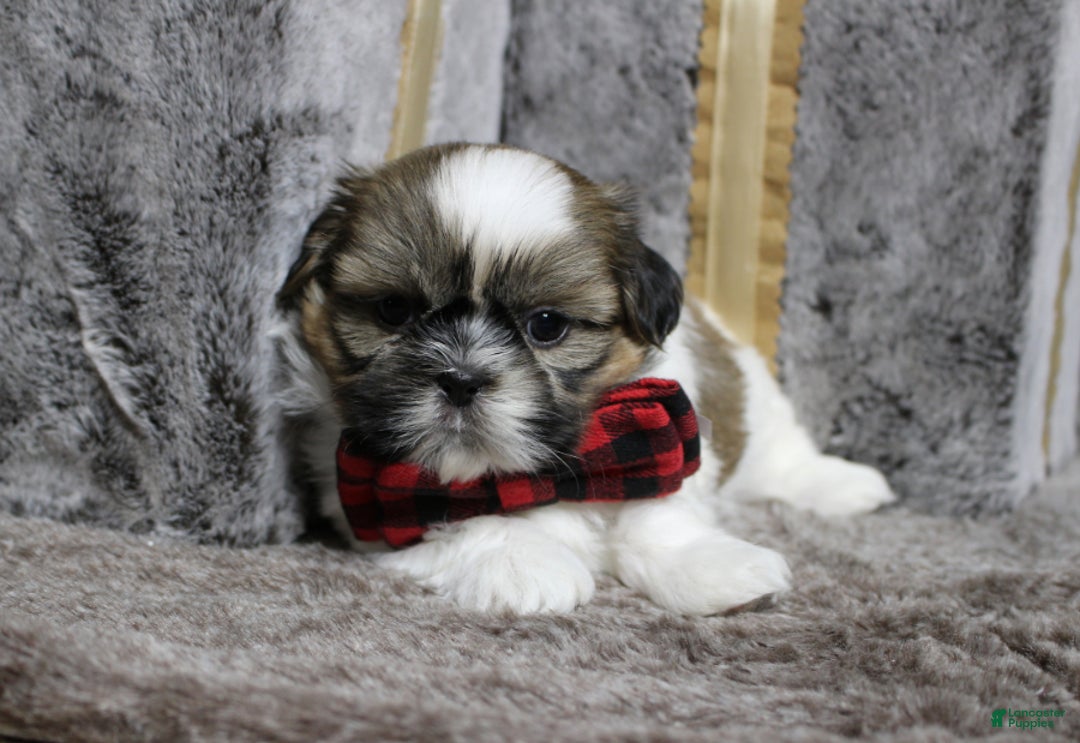 Shih Tzu dogs for sale: Dallas - Ad 2