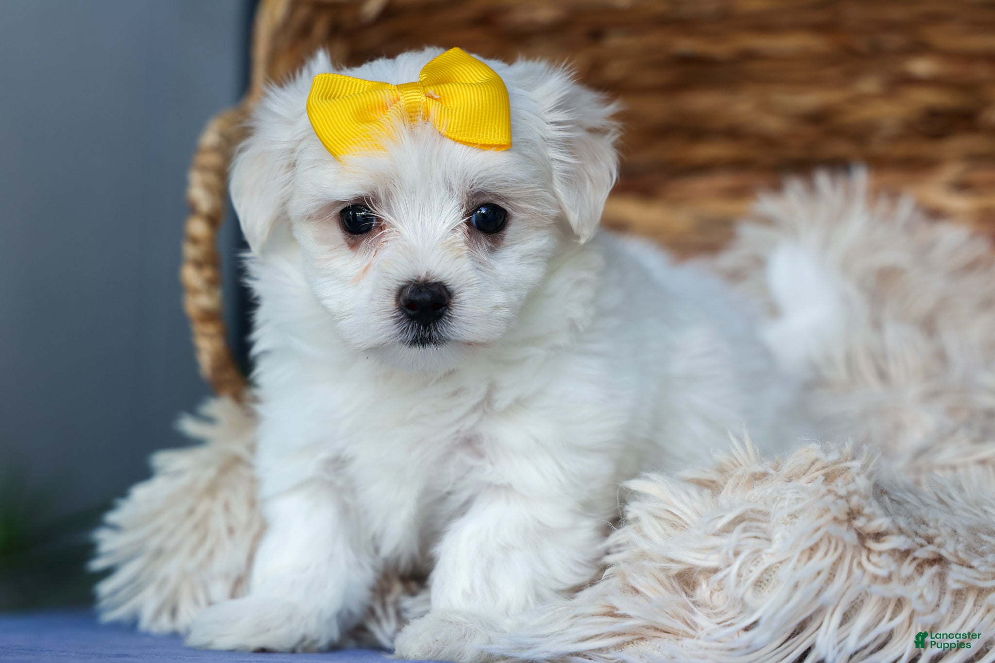 Maltese dogs PEBBLES - Ad 1
