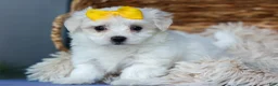 Maltese dogs for sale: PEBBLES - Ad 11
