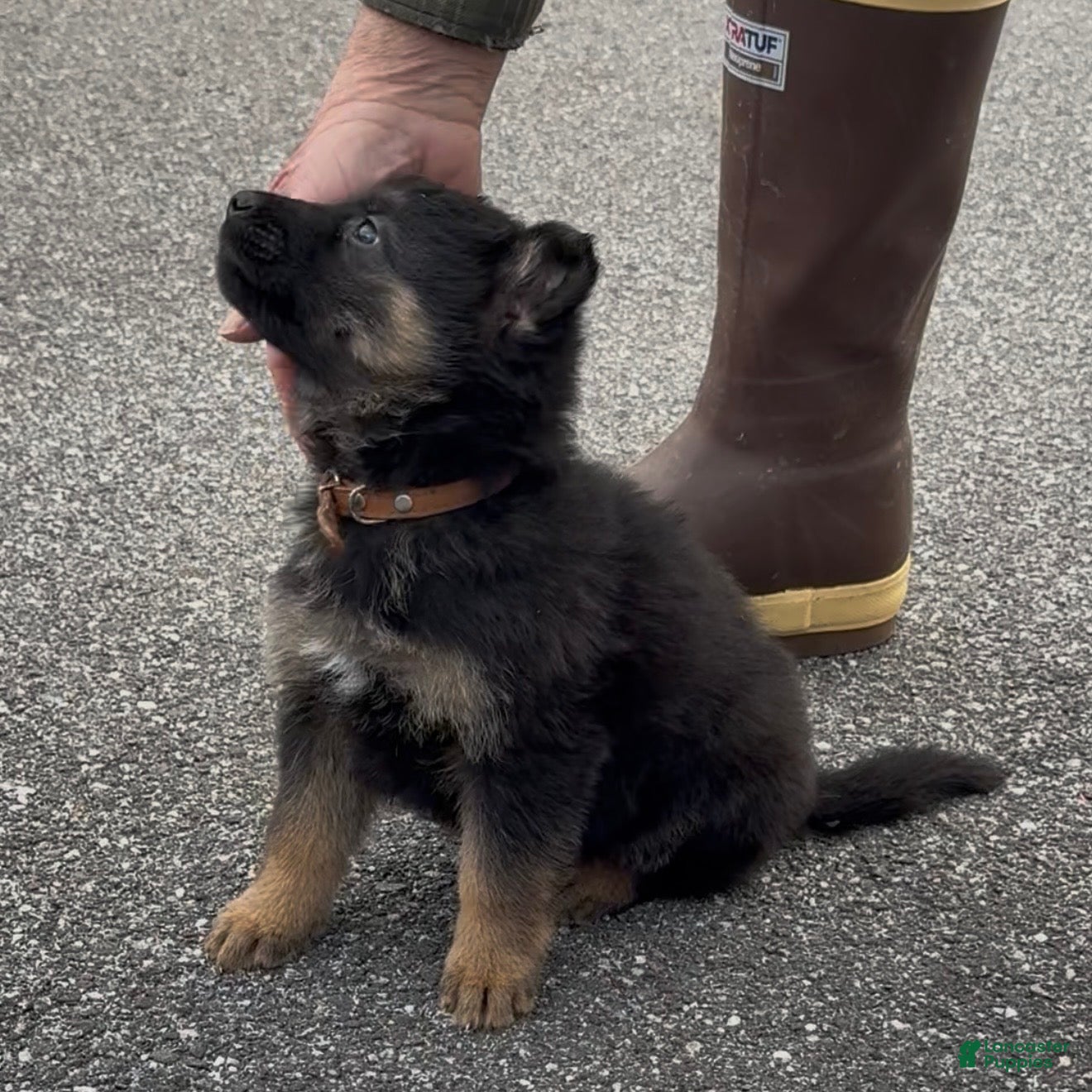 German Shepherd dogs TIO - Ad 1