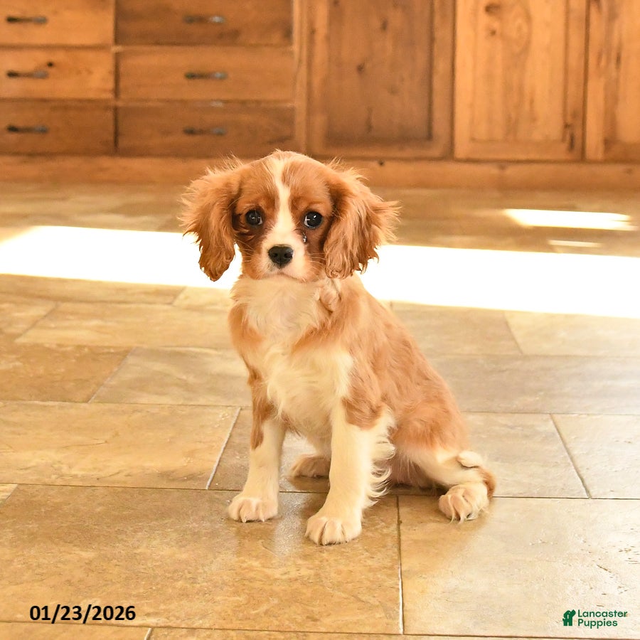 Cavalier King Charles Spaniel dogs Claire - Ad 7