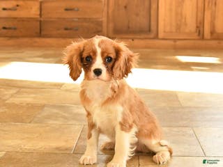 Cavalier King Charles Spaniel dogs Claire - Ad 7