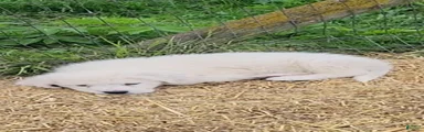 Great Pyrenees Puppy 4