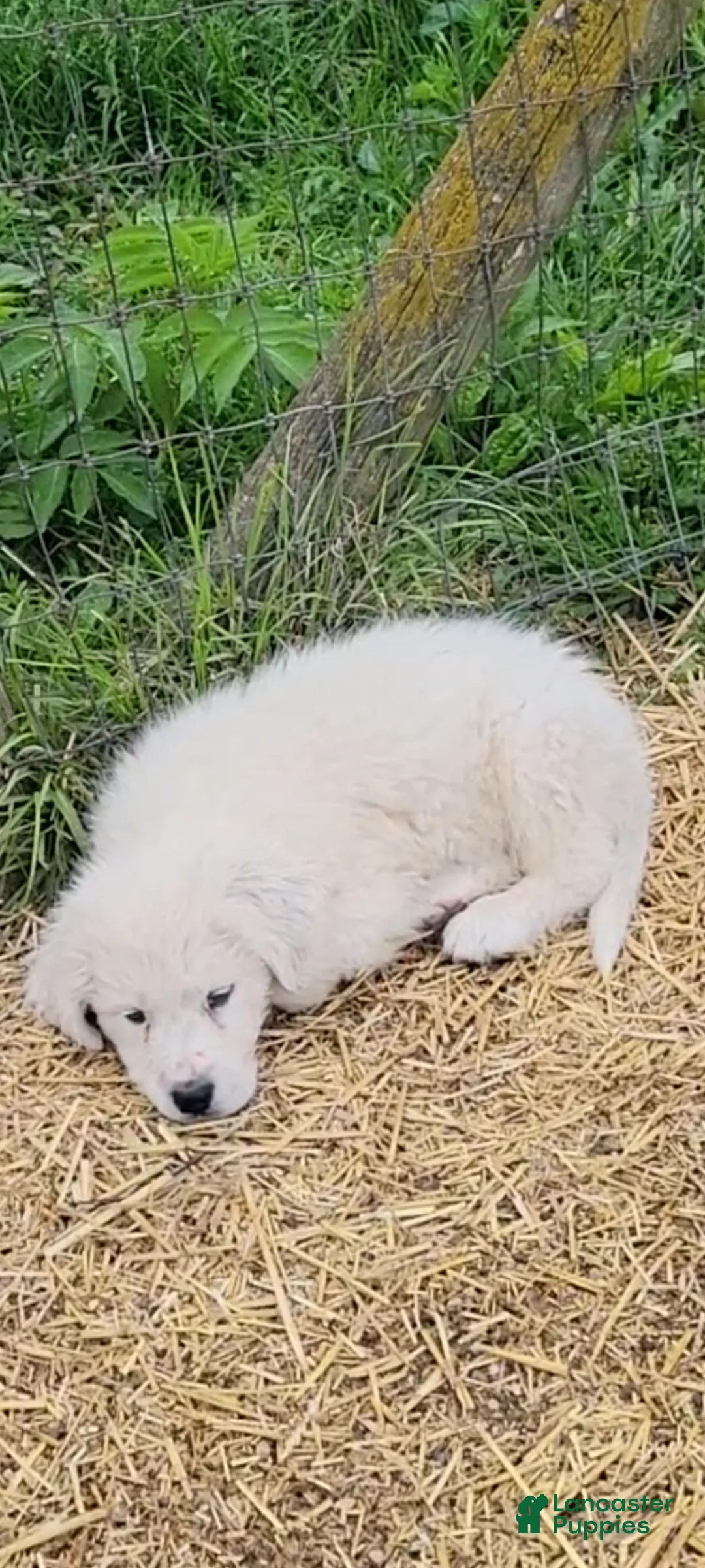 Great Pyrenees dogs for sale: Great Pyrenees Puppy 4 - Ad 1