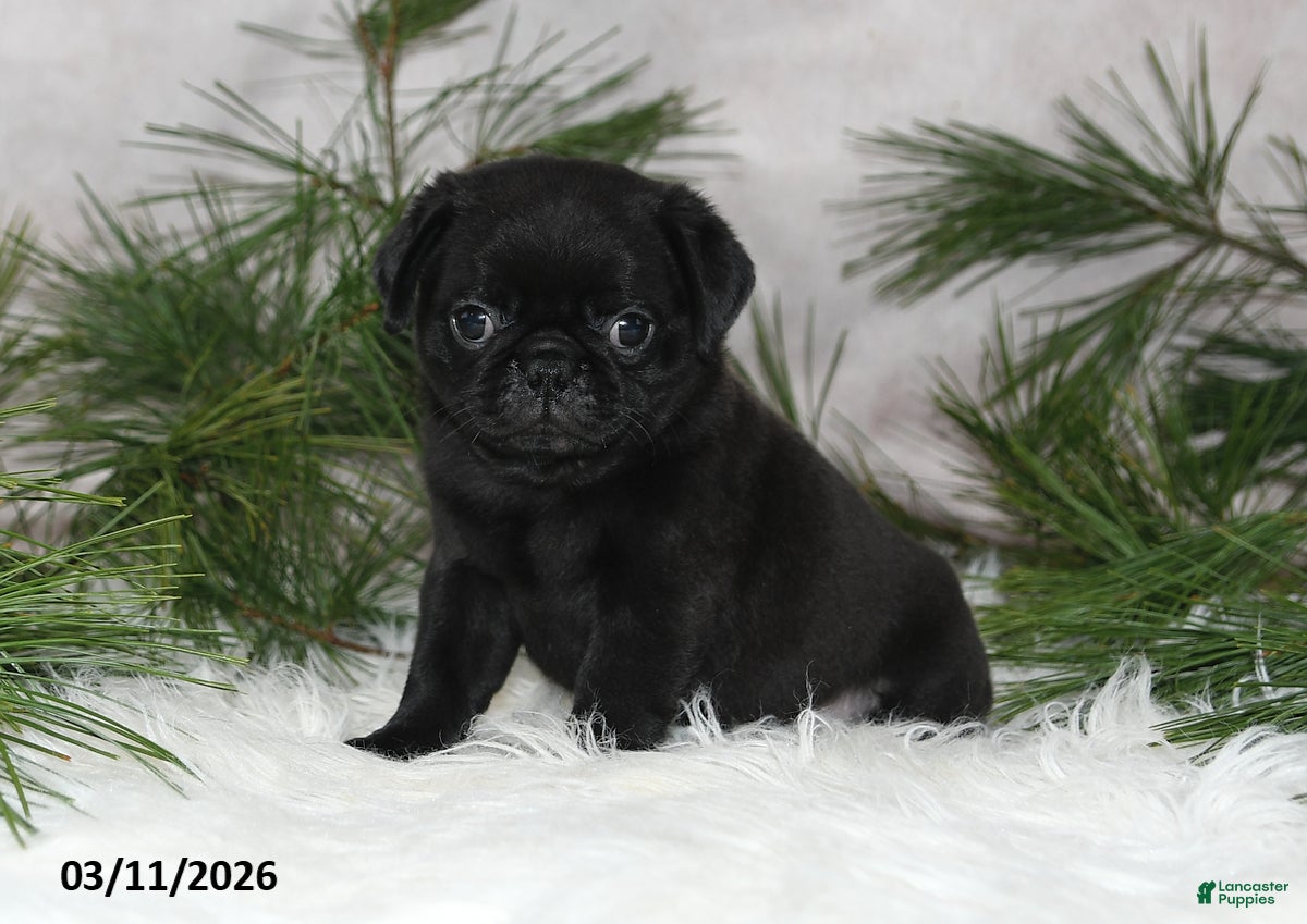 Pug dogs Everett - Ad 1