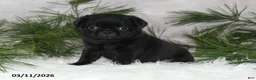 Pug dogs for sale: Everett - Ad 1